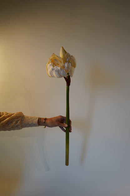 Kunstblume Amaryllis